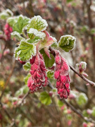 15th Mar 2023 - Flowering Currant