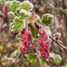 Flowering Currant by 365projectmaxine