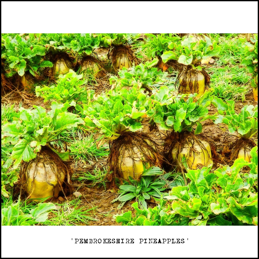 Pembrokeshire Pineapples by ajisaac
