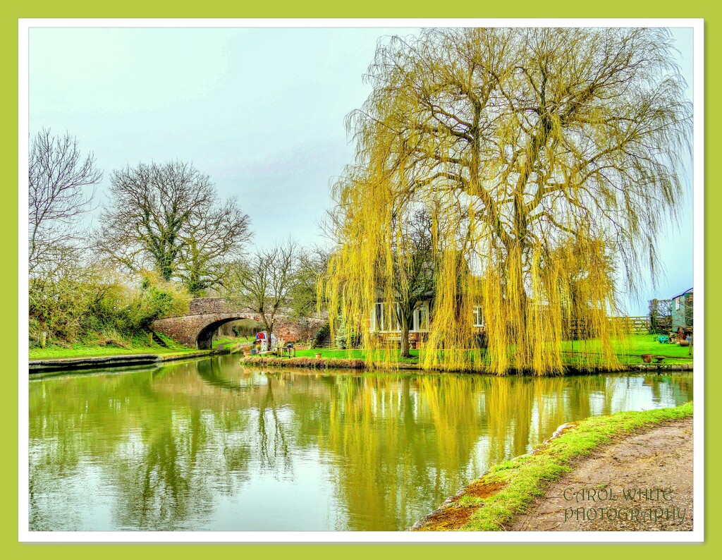 Willow Tree On The Grand Union Canal by carolmw