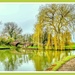 Willow Tree On The Grand Union Canal by carolmw