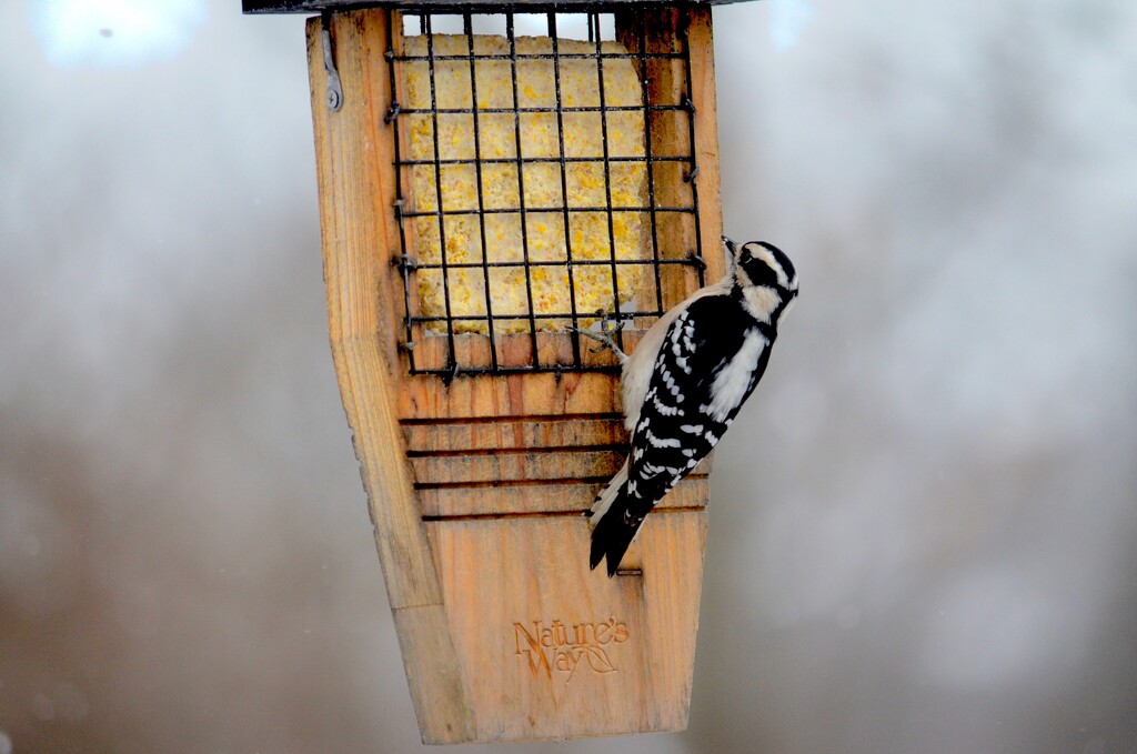 Downy Woodpecker by pej76