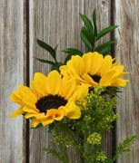 15th Mar 2023 - Sunflower Yellow
