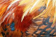 15th Mar 2023 - Rooster