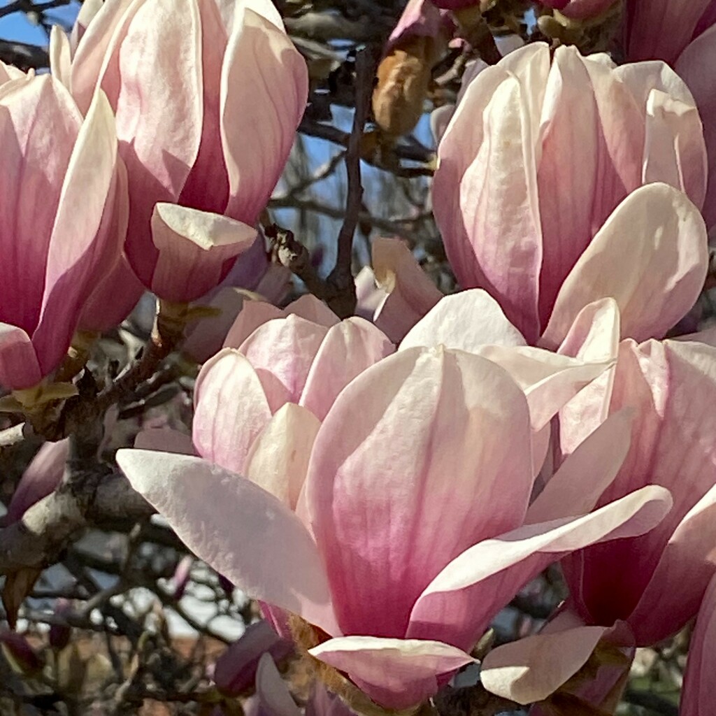 The magnolias are in bloom by tunia