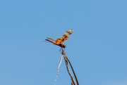 15th Mar 2023 - Dragonfly