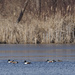 northern shovelers  by rminer