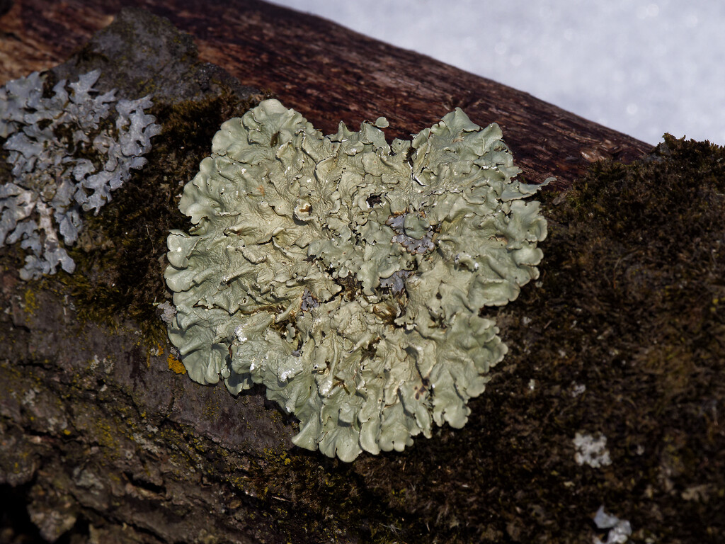 green lichen by rminer