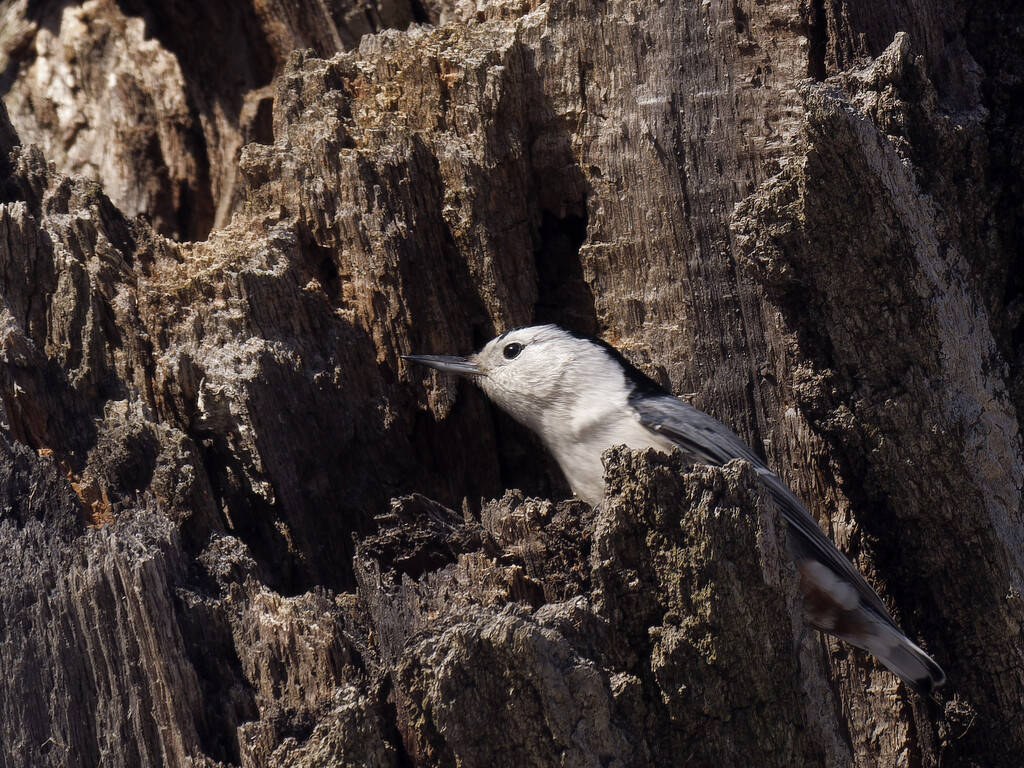 white-breasted nuthatch in a stump by rminer