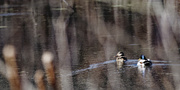 15th Mar 2023 - mallards obscured by cattails
