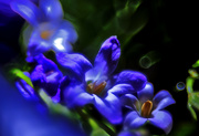 15th Mar 2023 - Blue flower 