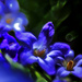 Blue flower  by pompadoorphotography