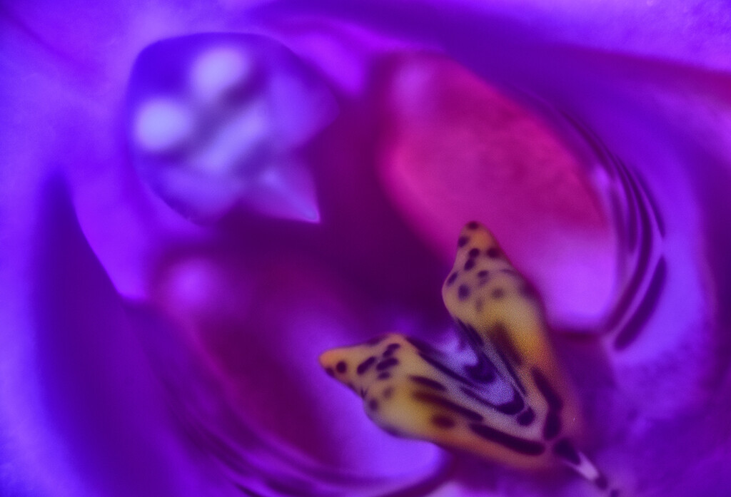 Orchid macro by pompadoorphotography