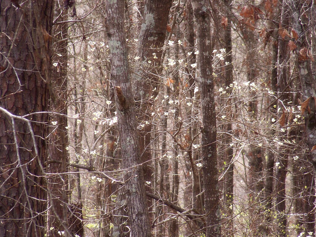 The wild dogwood trees... by marlboromaam