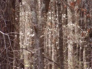 16th Mar 2023 - The wild dogwood trees...
