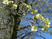 15th Mar 2023 - Dogwood Flowers Blooming