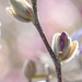 Magnolia Hanging In. by cdonohoue