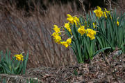 15th Mar 2023 - Daffodils