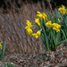 Daffodils by asspadtycoon