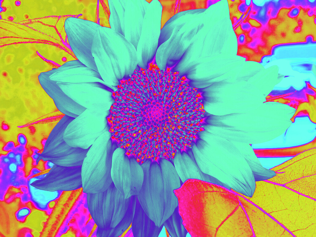 Sunflowers Gone Wild (1) by linnypinny