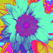 Sunflowers Gone Wild (1) by linnypinny