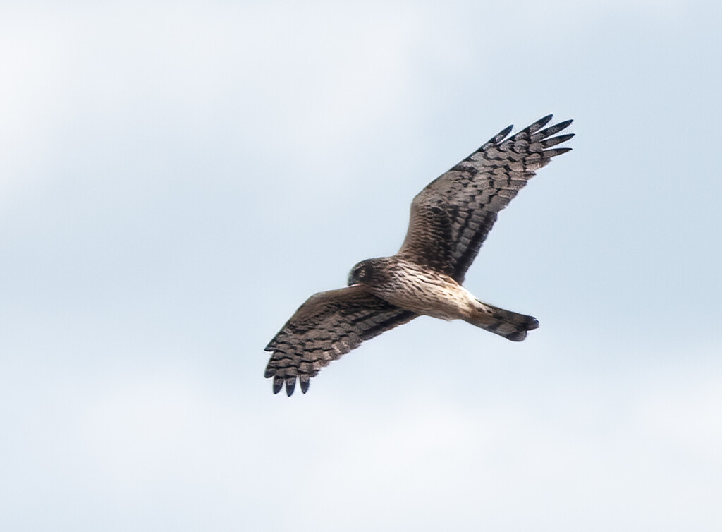 Northern Harrier by mccarth1