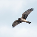 Northern Harrier by mccarth1