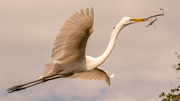 15th Mar 2023 - Egret, Coming Back to the Nest With Building Material!