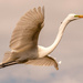 Egret, Coming Back to the Nest With Building Material!