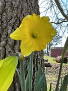 15th Mar 2023 - My first Daffodil of the spring