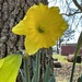 My first Daffodil of the spring by pandorasecho