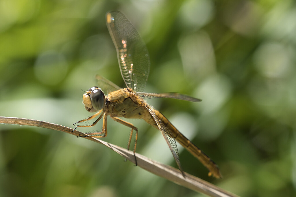 Yellow dragonfly by dkbarnett