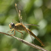 Yellow dragonfly