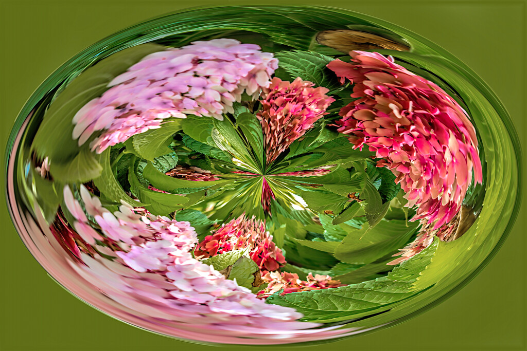 Hydrangeas in a swirl by ludwigsdiana