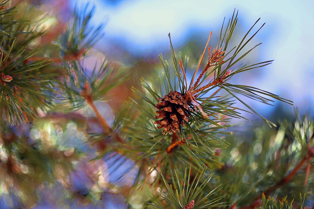 Pine Tree by lynnz