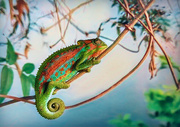 16th Mar 2023 - Cape dwarf chameleon