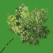 16th Mar 2023 - trees in a leaf