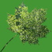 trees in a leaf by quietpurplehaze