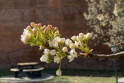 16th Mar 2023 - Cherry blossoms