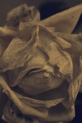 16th Mar 2023 - Antique rose 