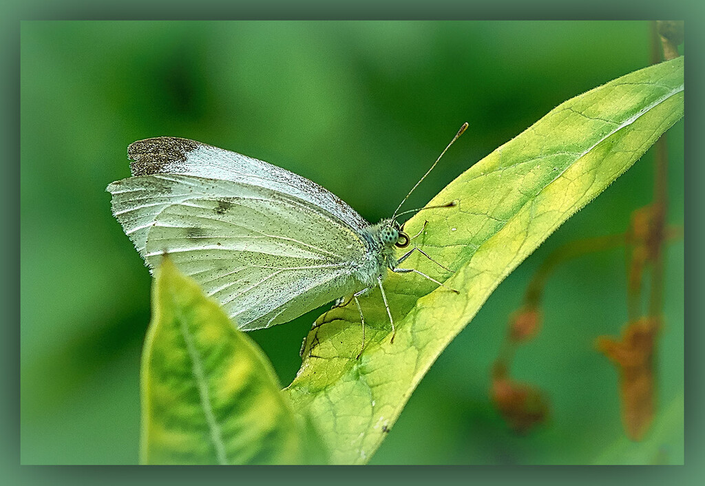 Garden Butterfly by gardencat
