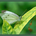 Garden Butterfly by gardencat
