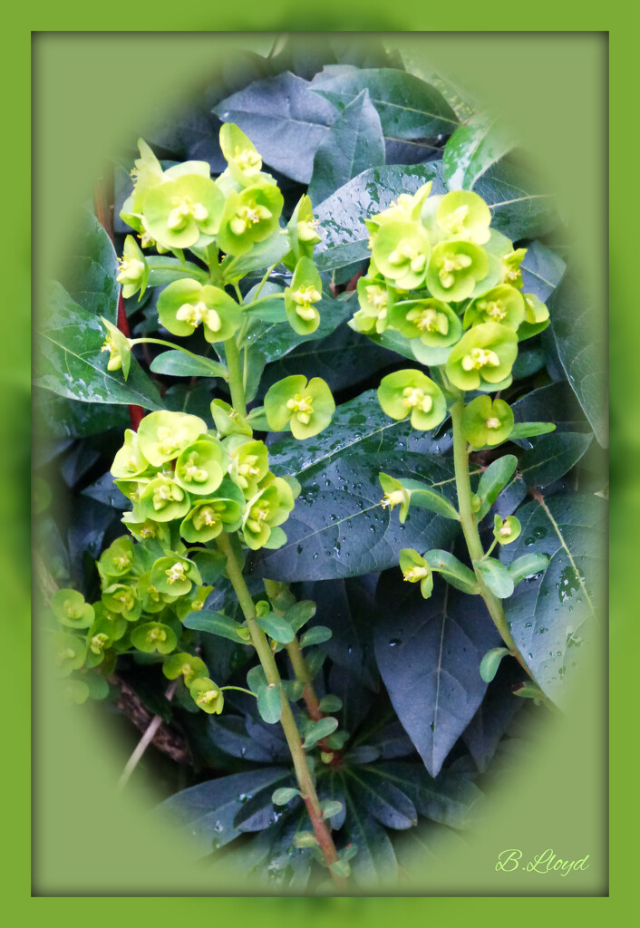 The many shades of green. - Euphorbia Robbiae by beryl