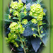 The many shades of green. - Euphorbia Robbiae