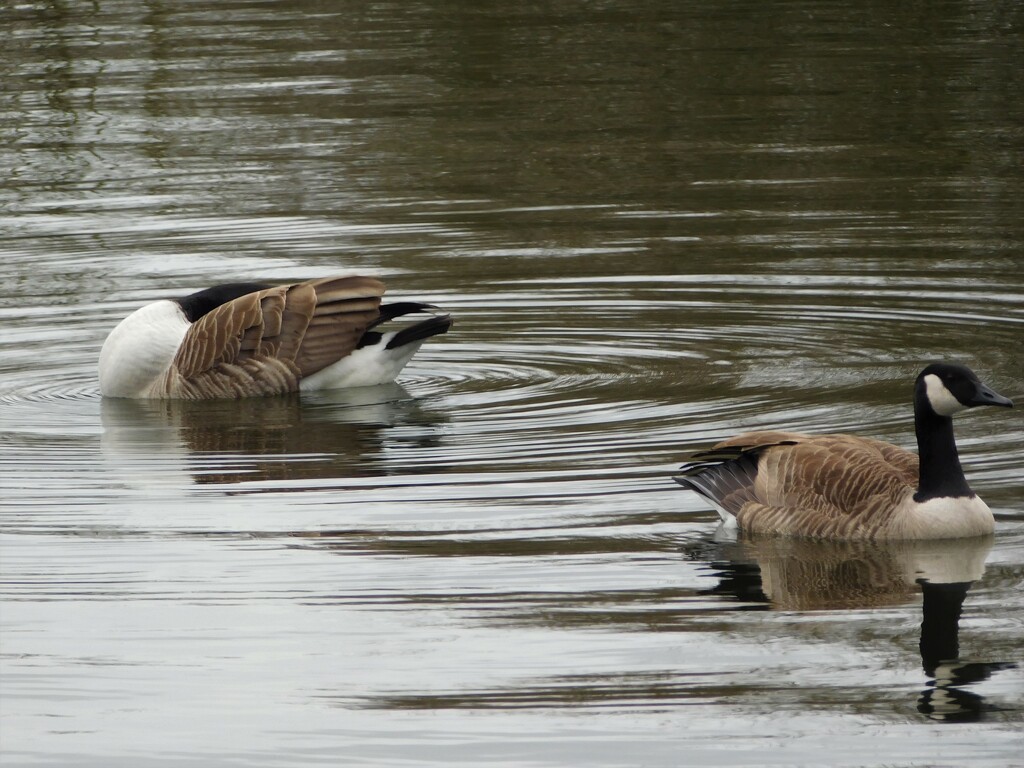 Canada Geese by 365anne