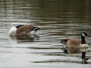 15th Mar 2023 - Canada Geese