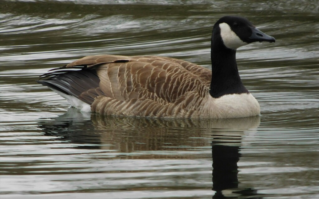 Study of a Canada Goose by 365anne