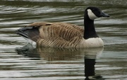 16th Mar 2023 - Study of a Canada Goose