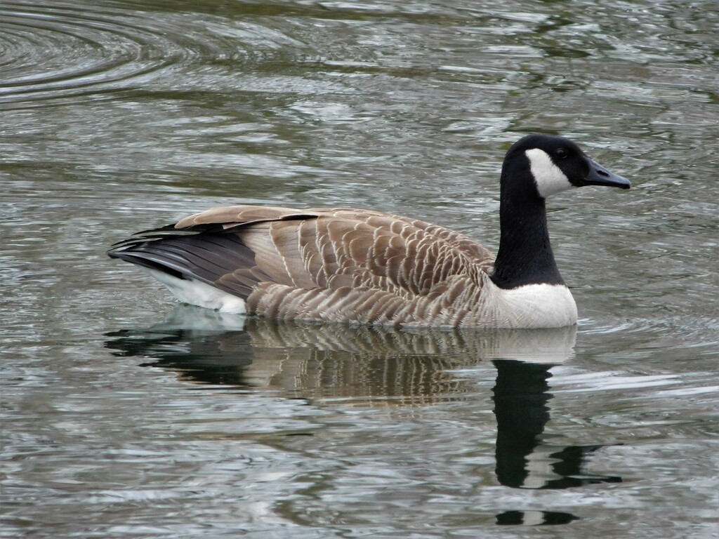 Canada Goose and reflection by thedarkroom