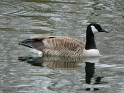 16th Mar 2023 - Canada Goose and reflection